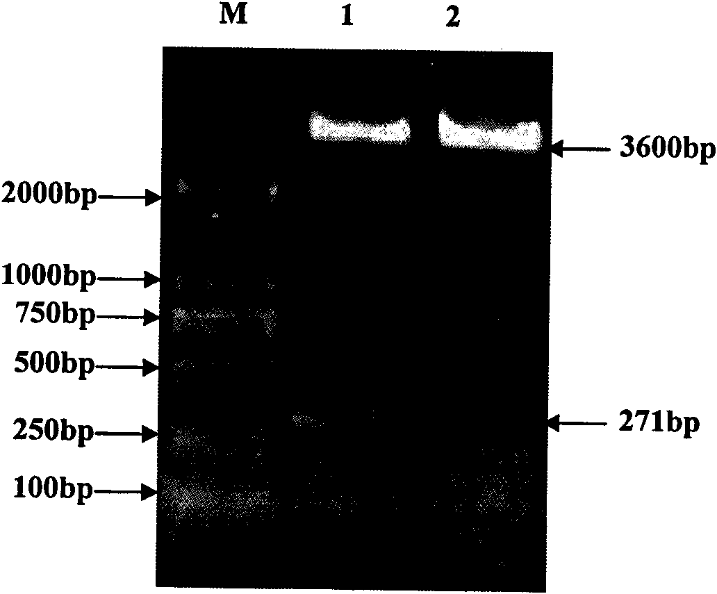 Mycoplasma hyopneumoniae P97R1 gene recombined Pichia pastoris and expression protein