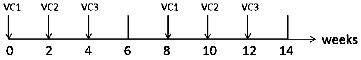 Therapeutic DC composite vaccine against herpes simplex viruses and preparation method thereof