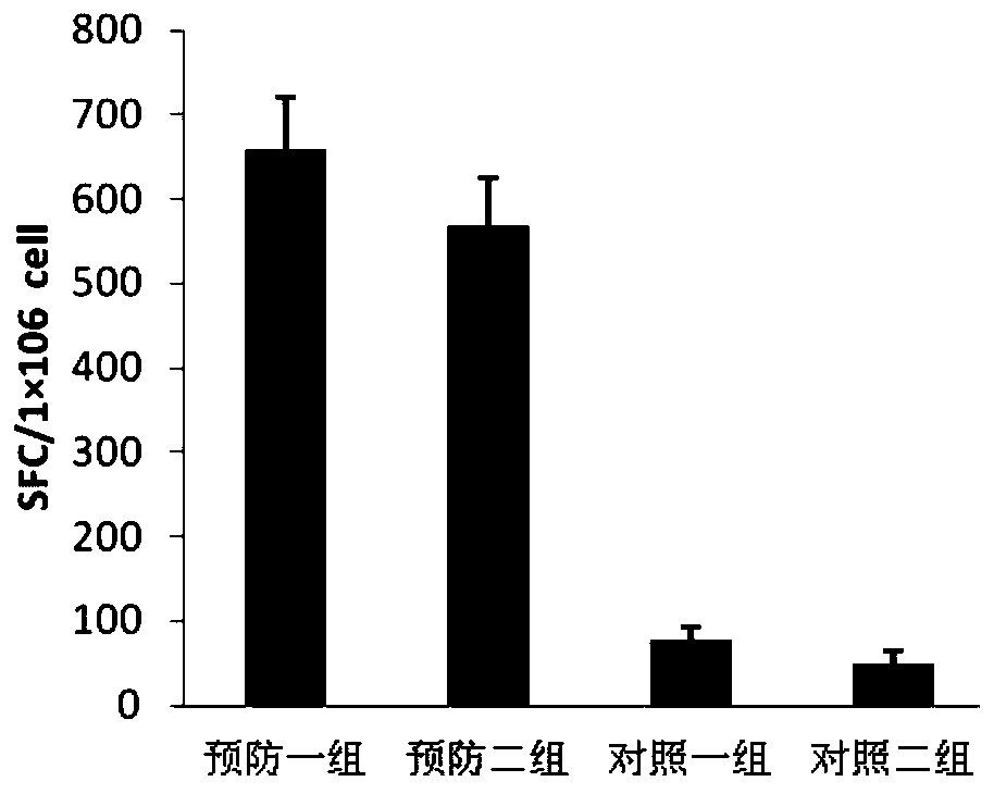 Therapeutic DC composite vaccine against herpes simplex viruses and preparation method thereof