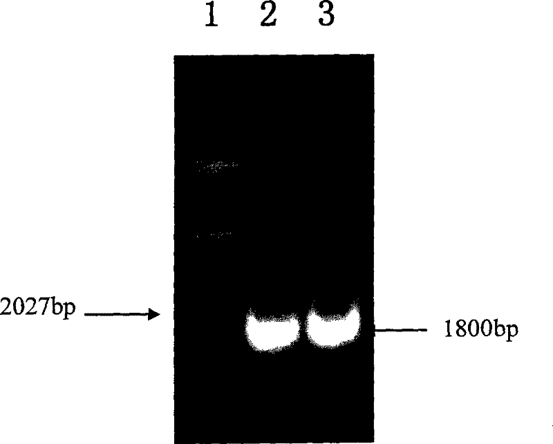 Method for constructing membrane protein cDNA library and use thereof