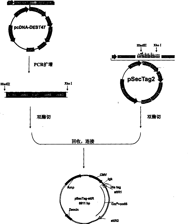 Method for constructing membrane protein cDNA library and use thereof