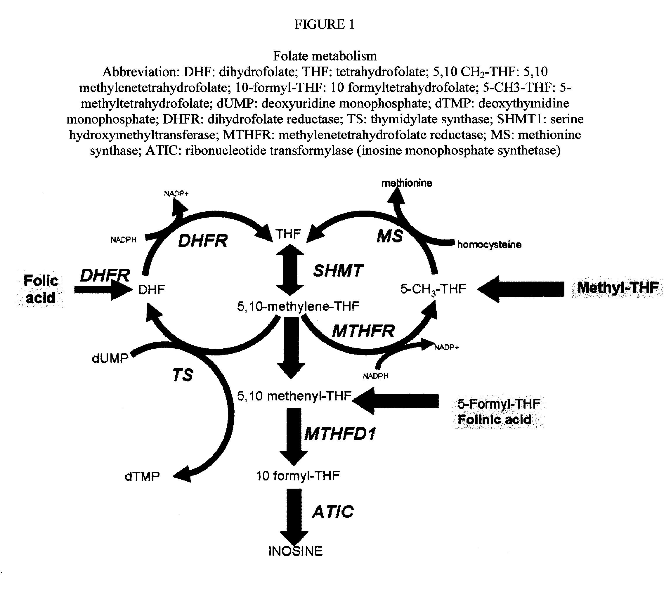 Sustained release methotrexate formulations and methods of use thereof