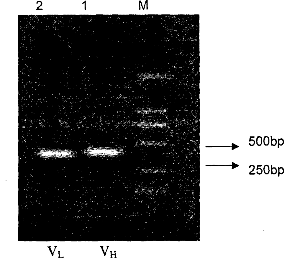 Anti-schistosoma japonicum monoclonal antibody NP11-4 chimeric Fab antibody, preparation method and use