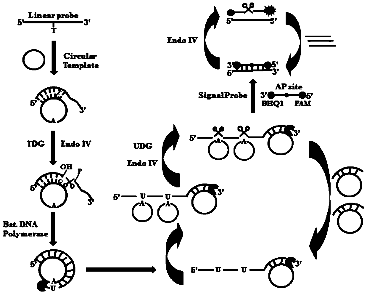 A method for the detection of thymidine-DNA glycosylase activity based on a dual-signal amplification strategy mediated by cyclic enzyme repair