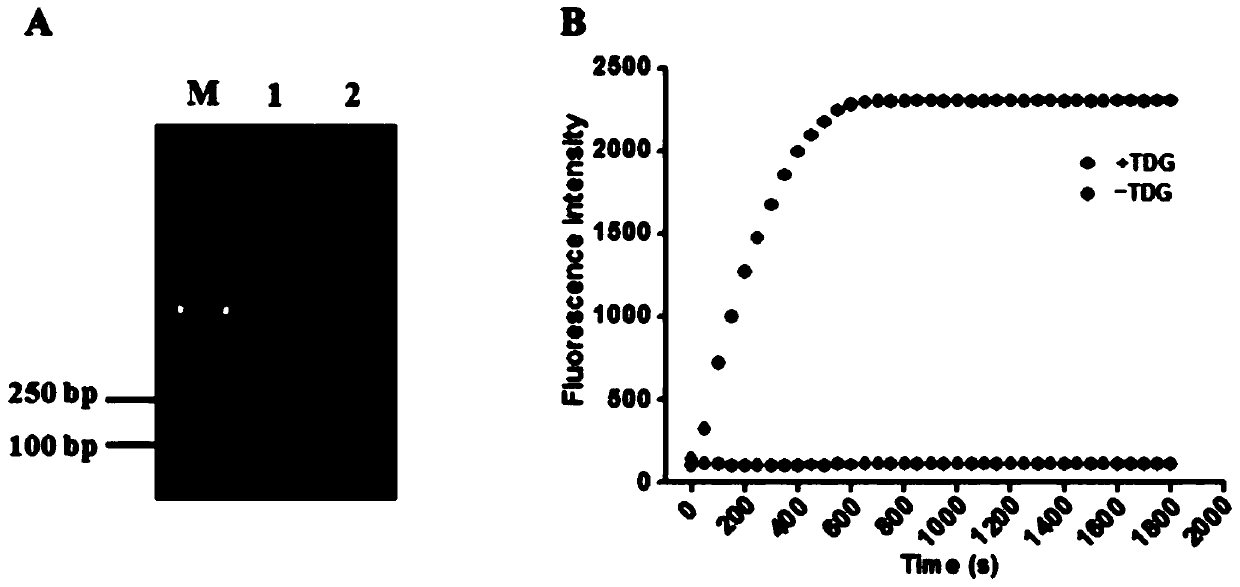 A method for the detection of thymidine-DNA glycosylase activity based on a dual-signal amplification strategy mediated by cyclic enzyme repair