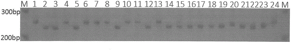 Primer for auxiliary identification of soybean anti-mosaic virus SC7 and identification method thereof