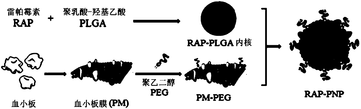 Atherosclerotic plaque-targeting platelet membrane coated rapamycin bionic nano particles and application thereof