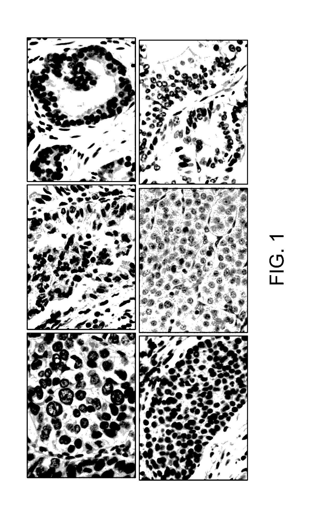 Method and system for automated analysis of cell images