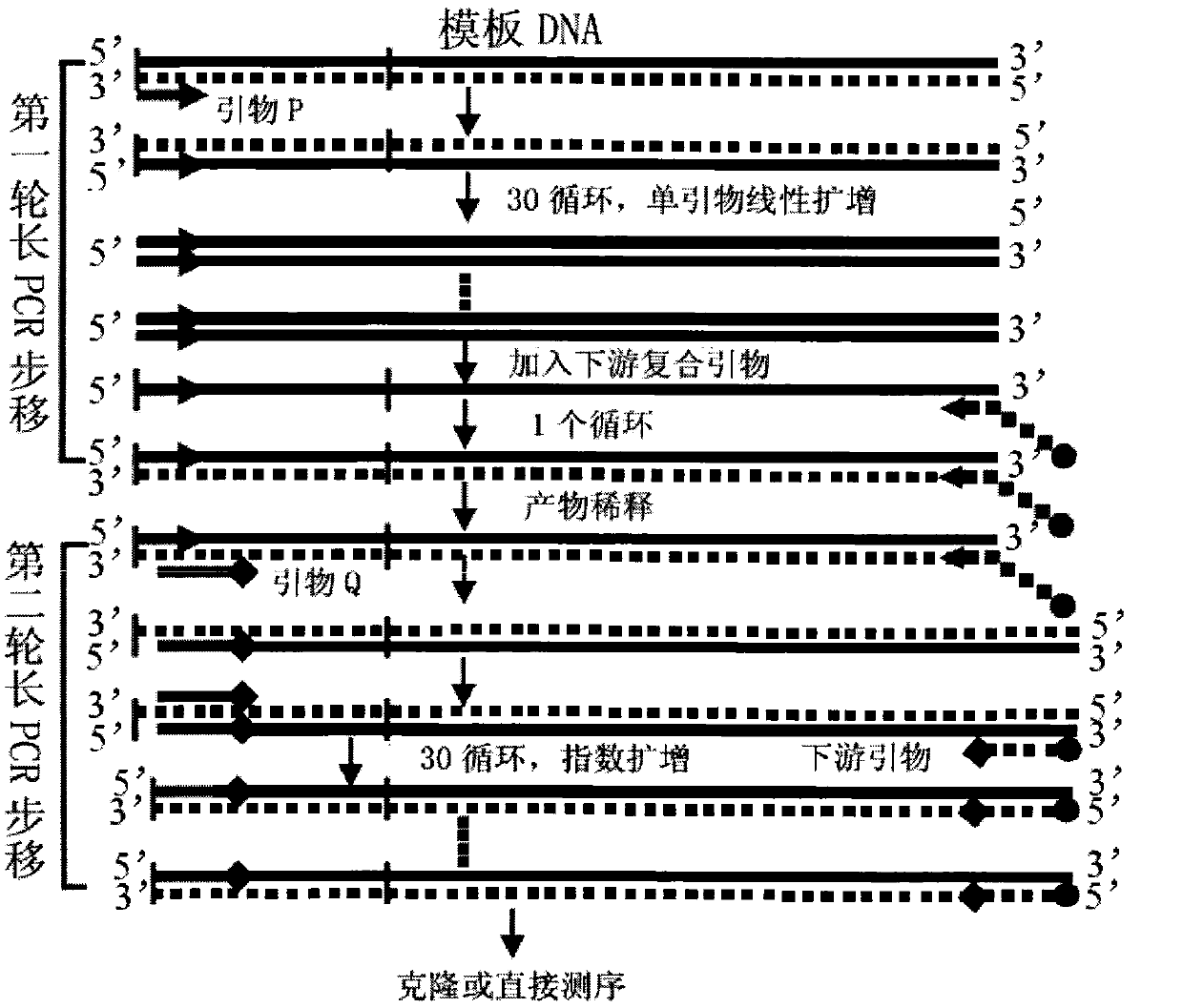 Long PCR walking kit and using method and application thereof