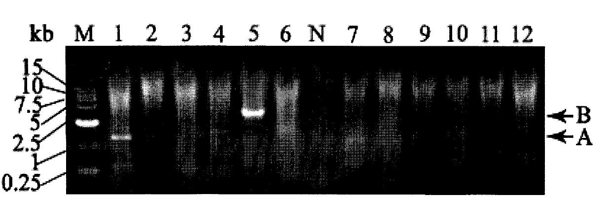 Long PCR walking kit and using method and application thereof