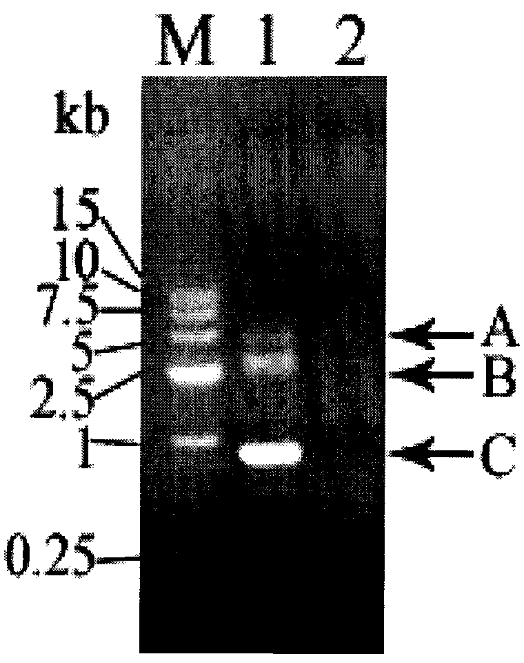 Long PCR walking kit and using method and application thereof