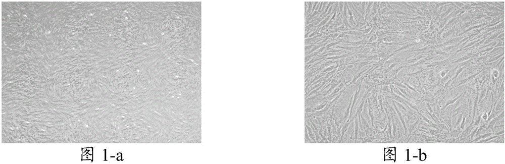 Freezing medium, application thereof and adipose tissue freezing method