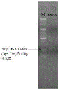 SNP primers for early screening strongylocentrotus intermedius fine variety and screening method