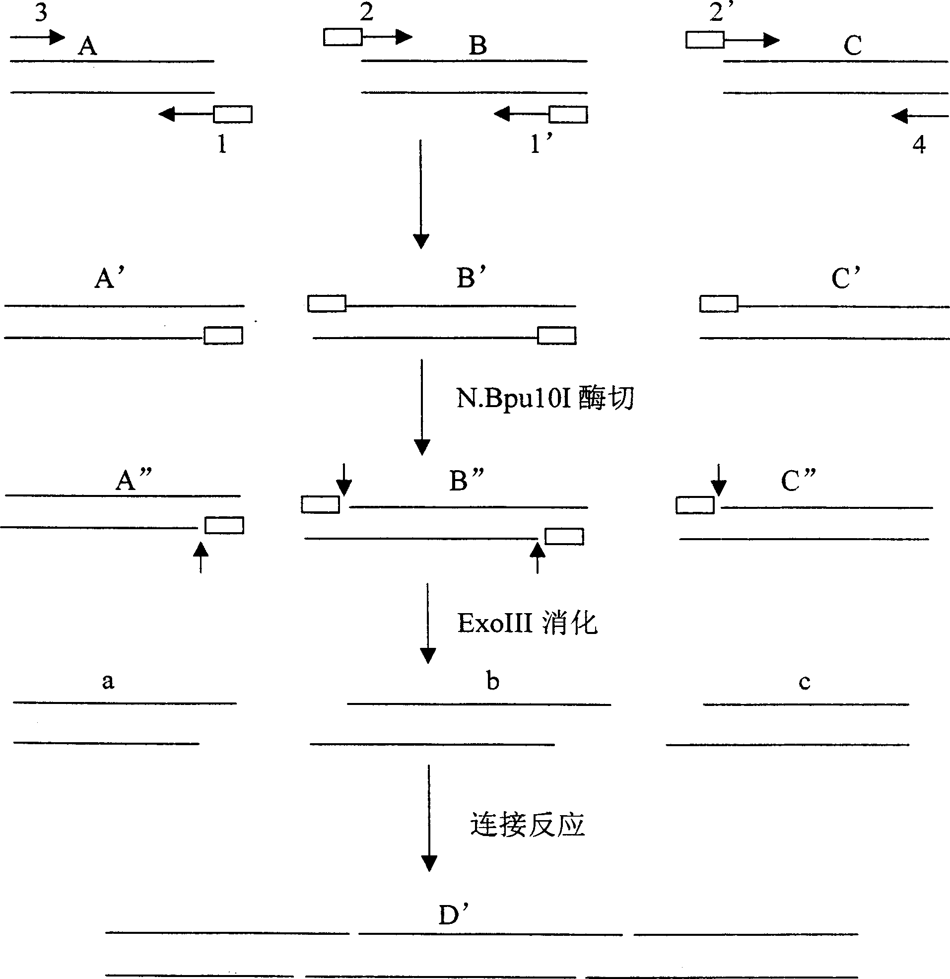 Cloning-free linear expression vector constituting method