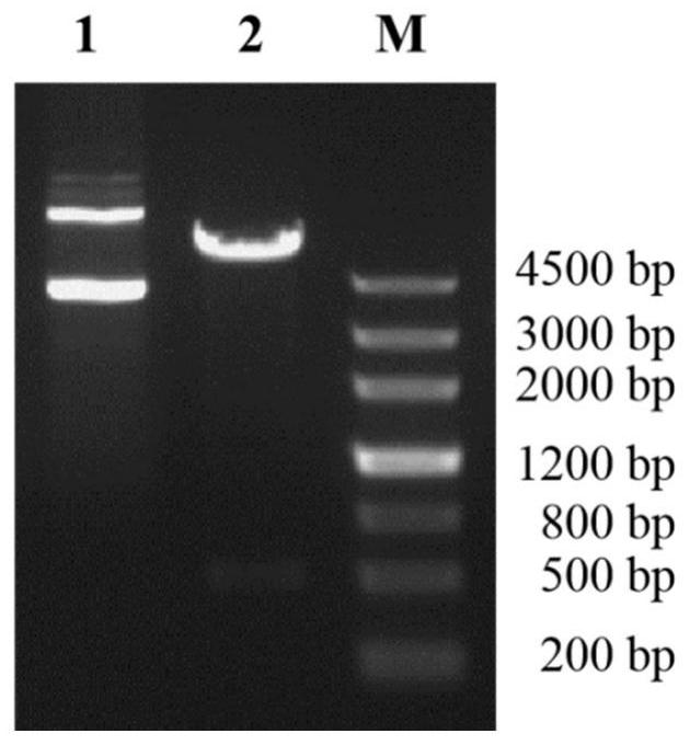 Polypeptide, application thereof and kit for detecting lawsonia intracellularis antibody