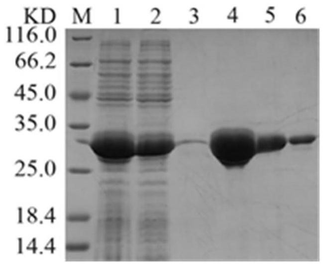 Polypeptide, application thereof and kit for detecting lawsonia intracellularis antibody