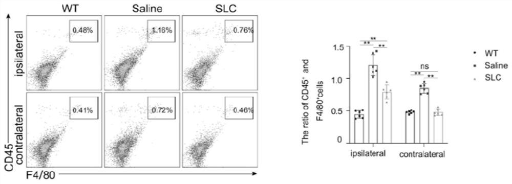 Application of SLC in preparation of product for preventing testis function decline caused by testis injury