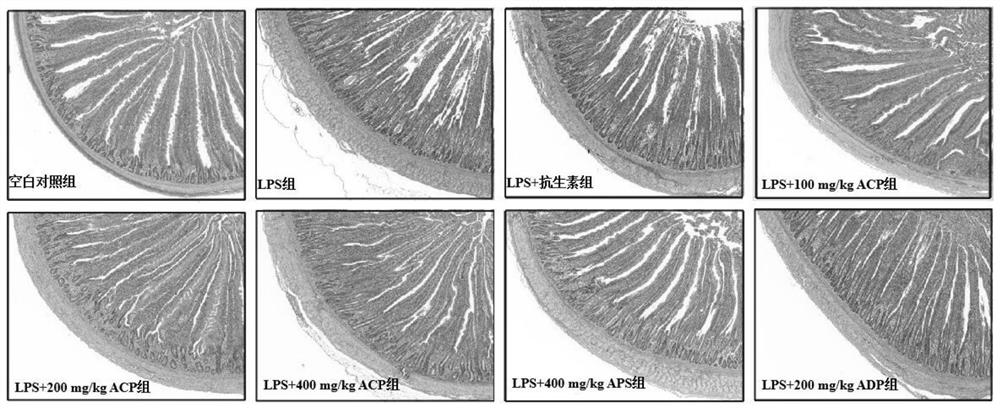 Application of antrodia camphorata polysaccharide in preparation of anti-LPS stress feed for yellow feather broilers