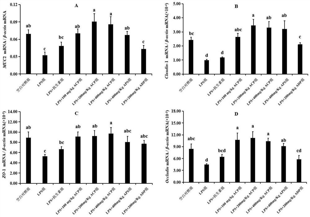 Application of antrodia camphorata polysaccharide in preparation of anti-LPS stress feed for yellow feather broilers