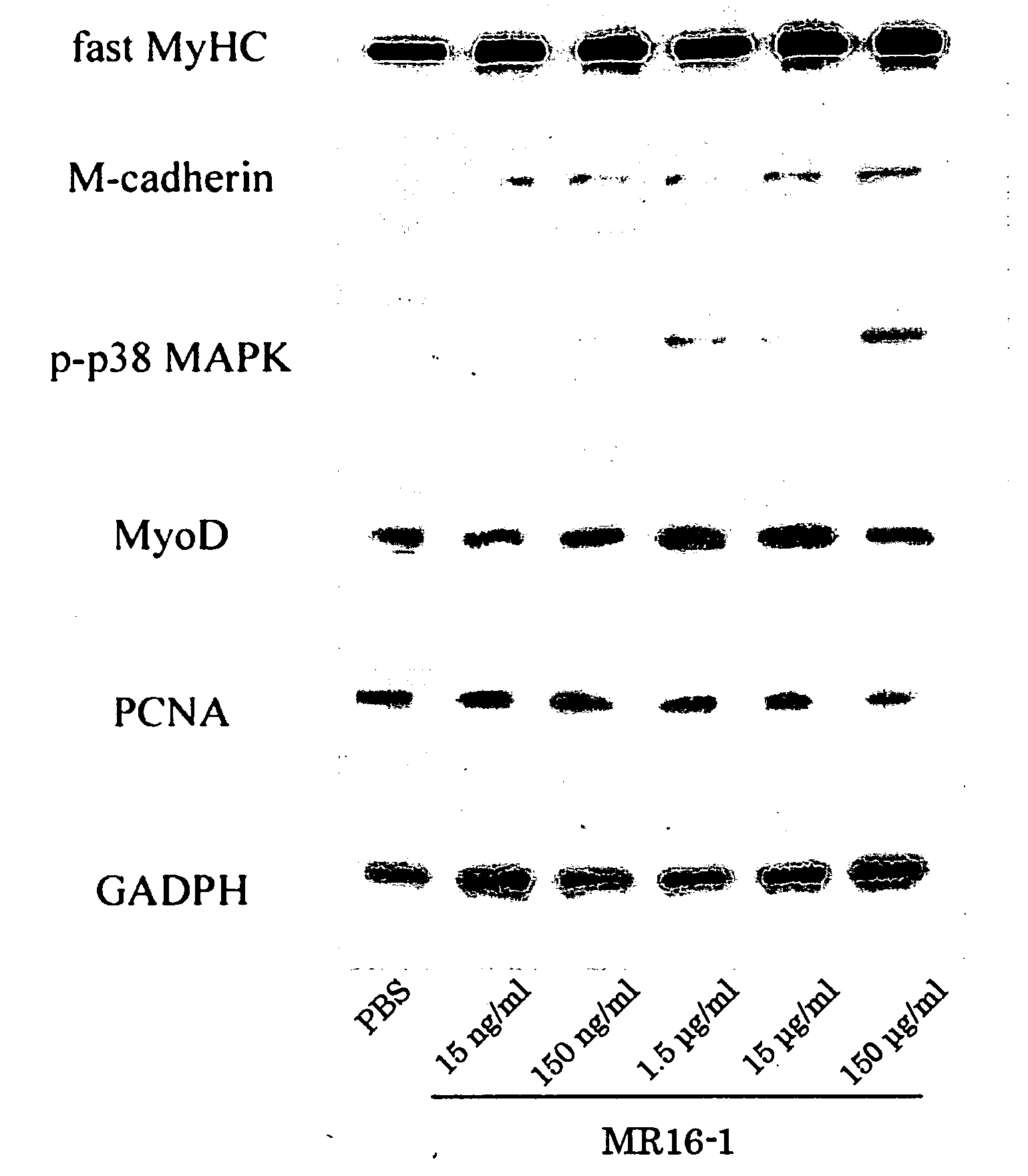 Muscle regeneration promoter