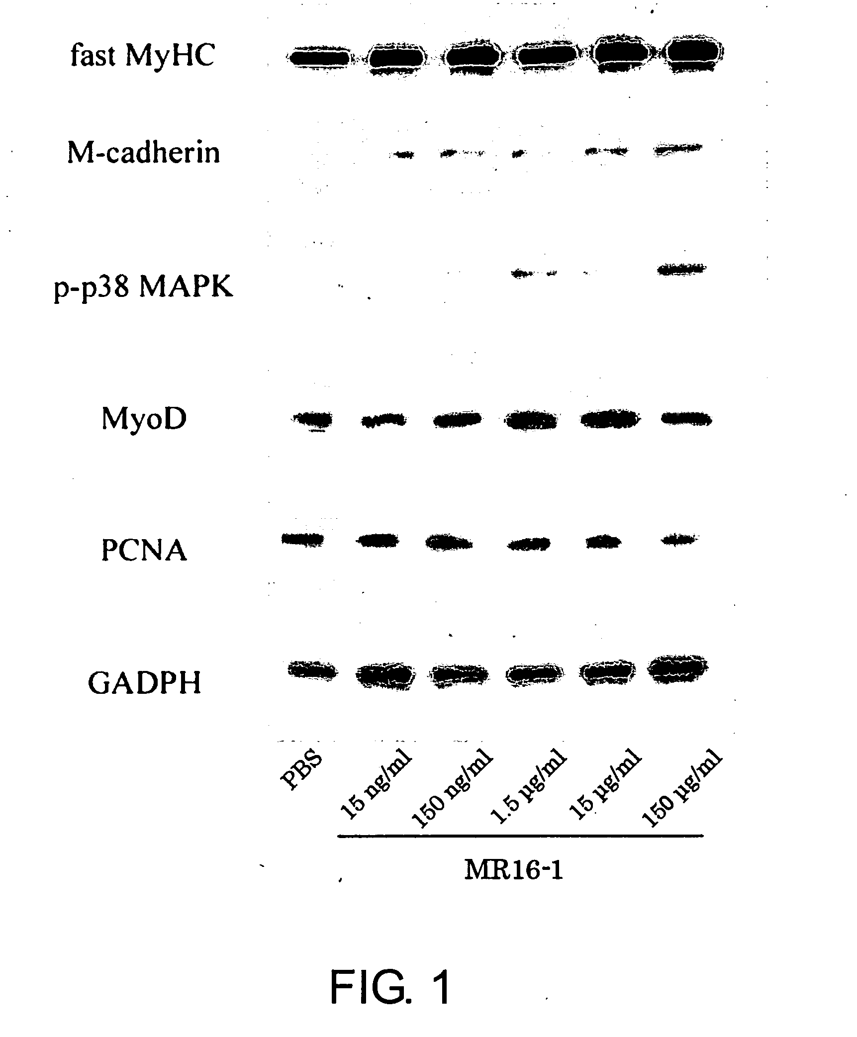 Muscle regeneration promoter