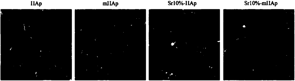 Preparation method of hydroxyapatite biological ceramics with strontium cooperated with ordered micrometer structure for osteogenesis