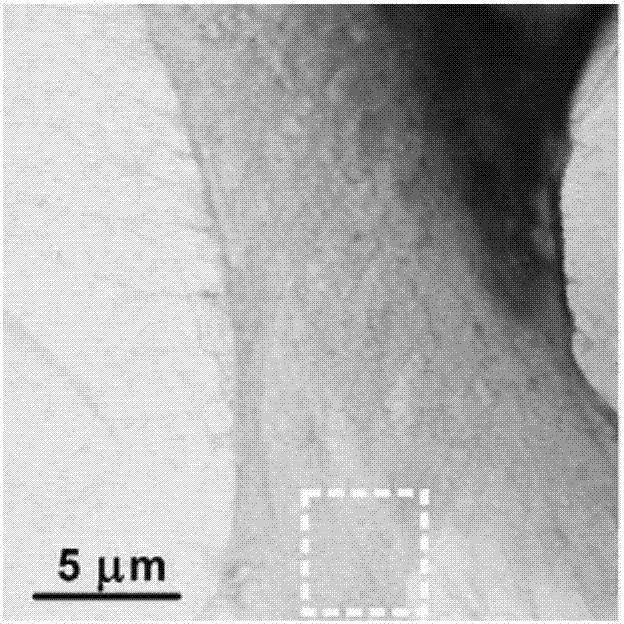 X-ray genetic marker probe based on synchrotron light source and preparing method and application thereof