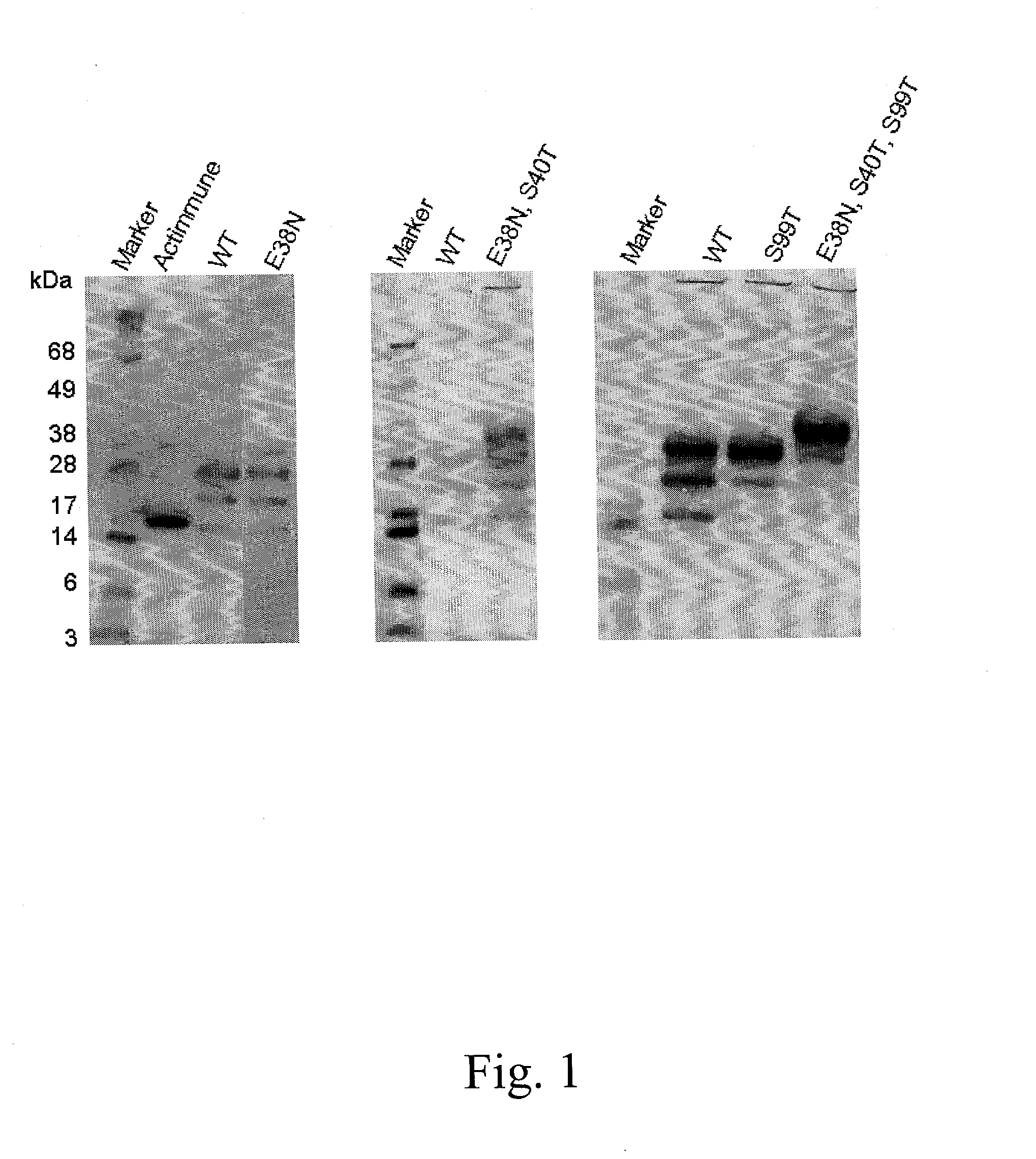 Interferon gamma polypeptide variants