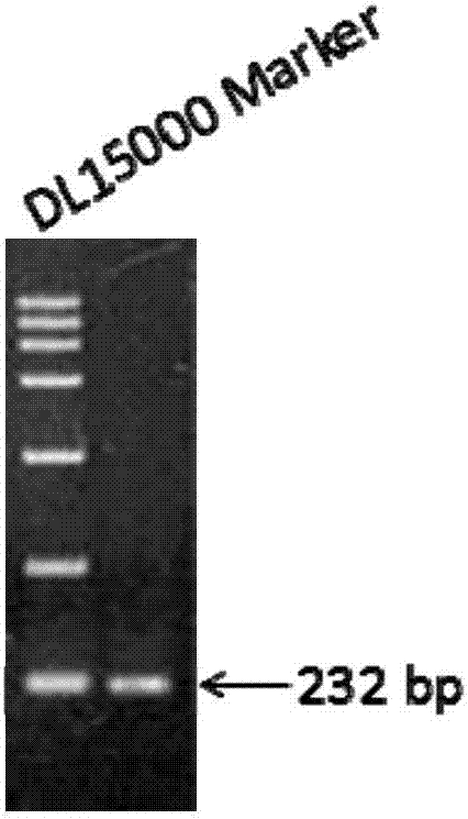 Expression cassette and expression vector of transgenic animal coat color report gene and application thereof