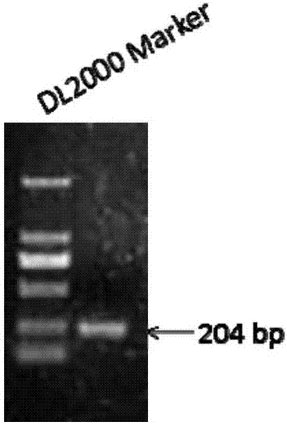 Expression cassette and expression vector of transgenic animal coat color report gene and application thereof