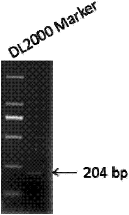 Expression cassette and expression vector of transgenic animal coat color report gene and application thereof