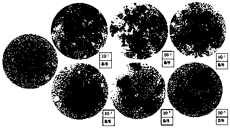 Porcine reproductive and respiratory syndrome virus recombinant vaccine strain PRRSV-SP as well as preparation method and application thereof