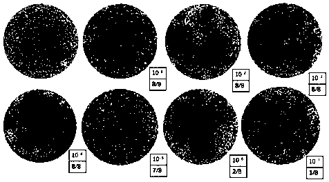 Porcine reproductive and respiratory syndrome virus recombinant vaccine strain PRRSV-SP as well as preparation method and application thereof