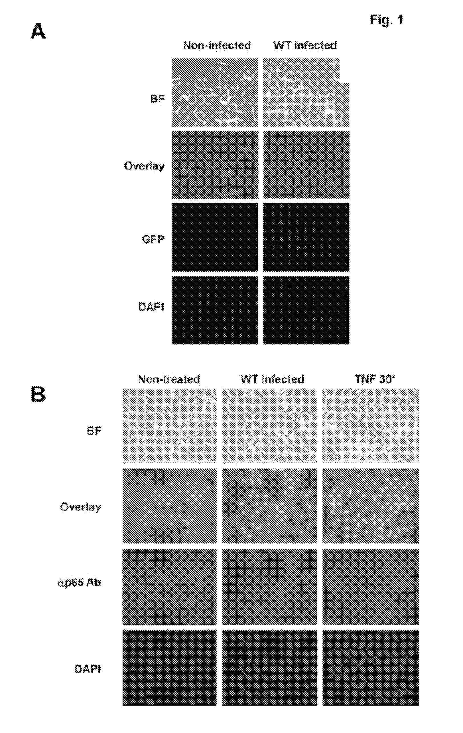 Modulating apoptosis