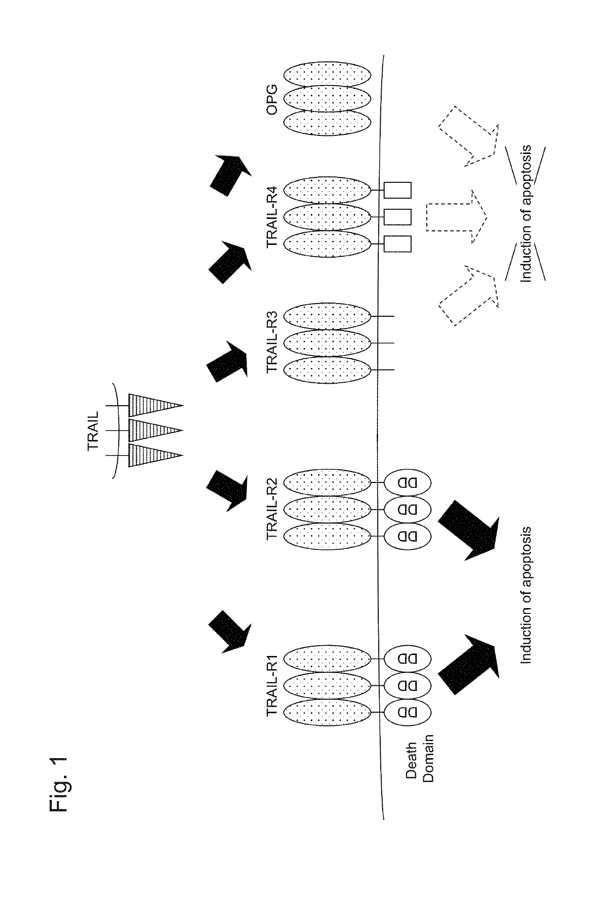 Recombinant obligate anaerobic gram-positive bacteria