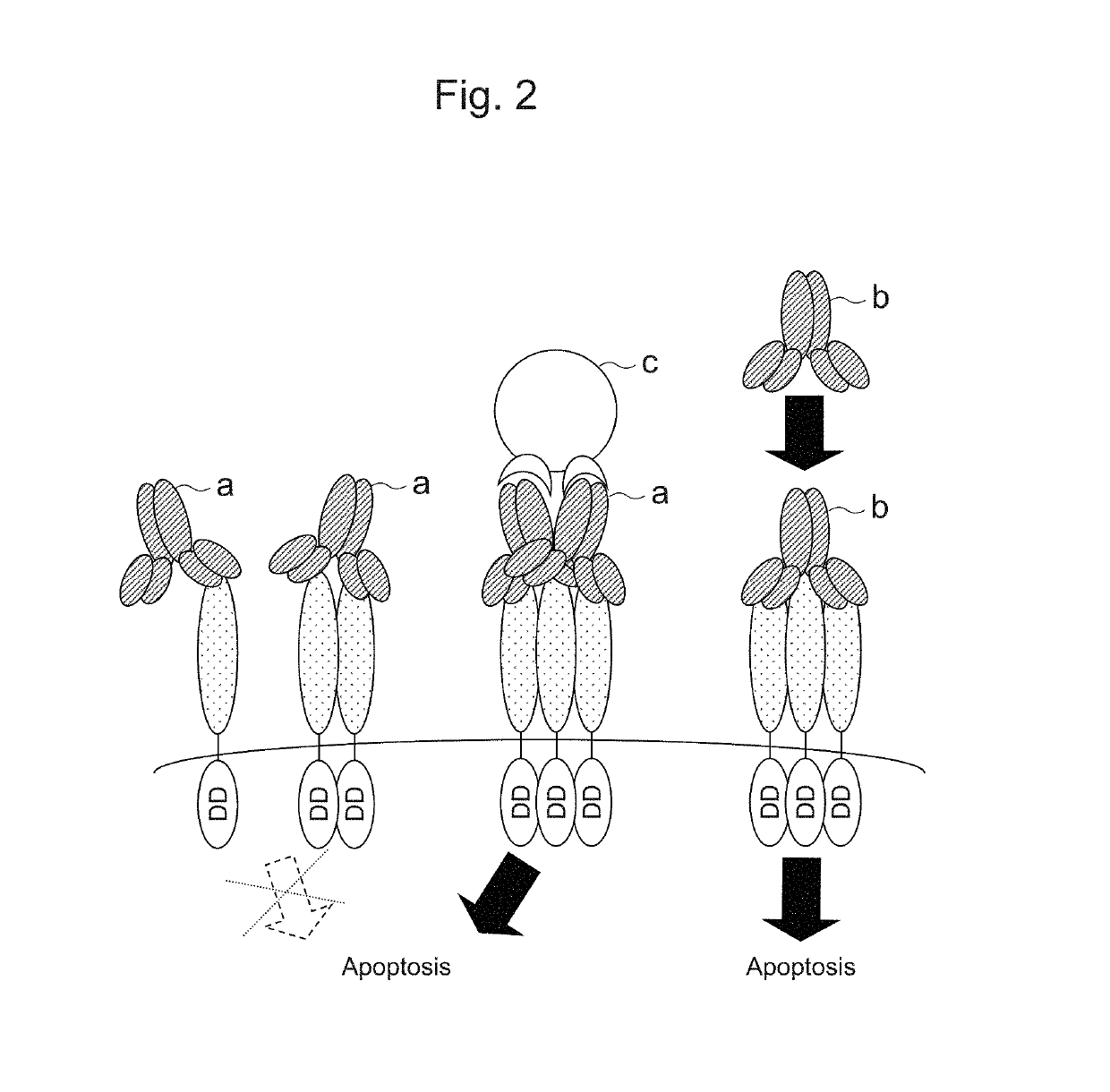 Recombinant obligate anaerobic gram-positive bacteria