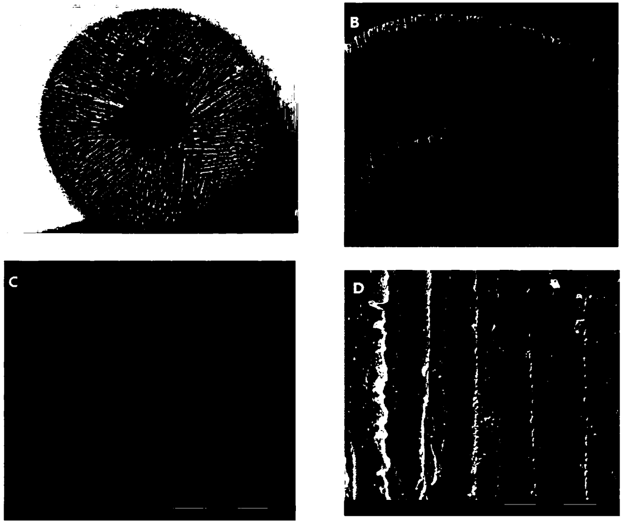 Preparation apparatus of individualized bionic bone tissue support