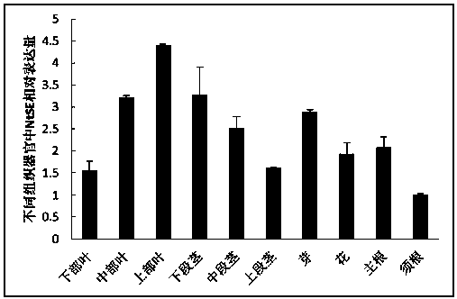 Tobacco squalene epoxidase protein, tobacco squalene epoxidase gene and applications of tobacco squalene epoxidase gene