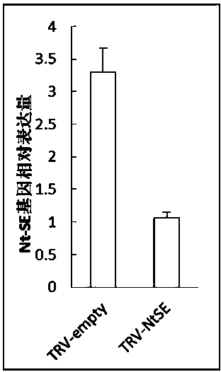 Tobacco squalene epoxidase protein, tobacco squalene epoxidase gene and applications of tobacco squalene epoxidase gene