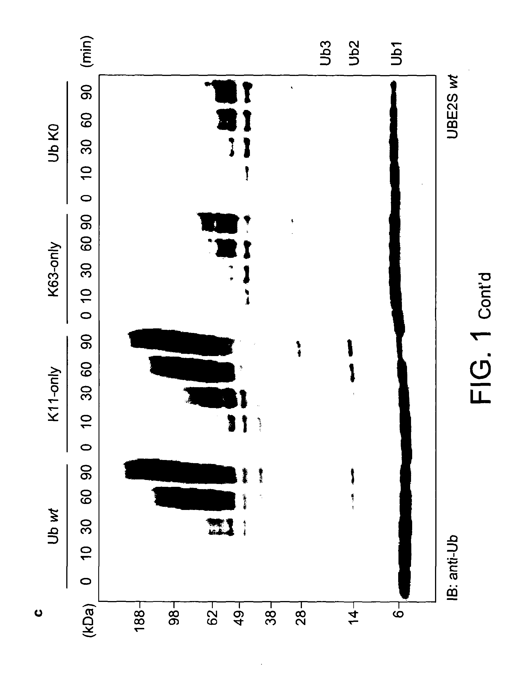 Engineered E2 For Increasing The Content Of Free LYS11-Linked Ubiquitin