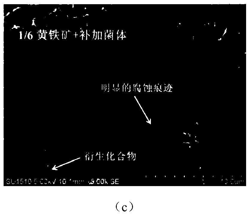 Method for promoting biological column leaching of poor chalcocite