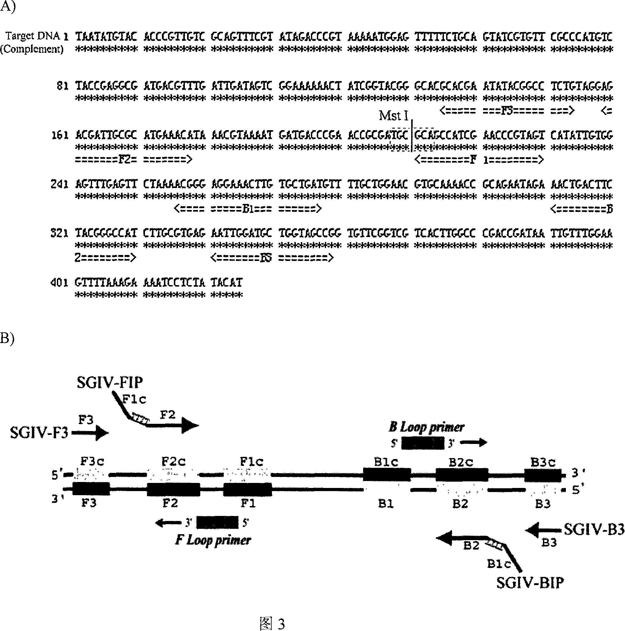 Method for rapidly detecting grouper irido virus