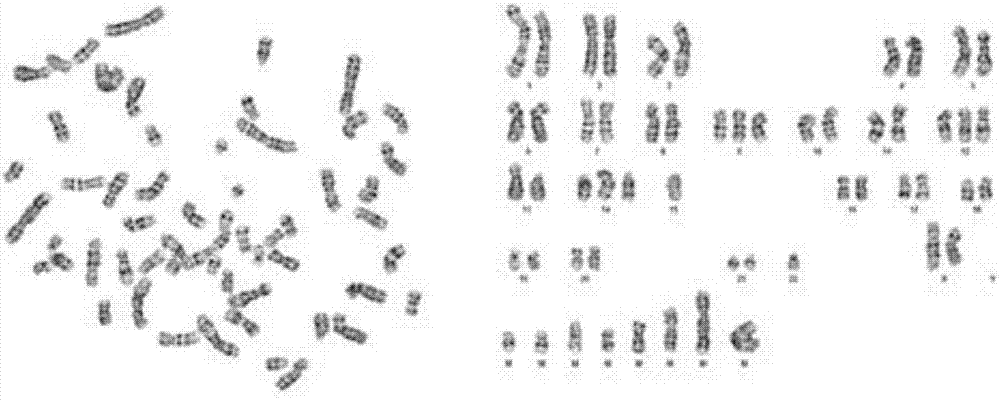 Chinese lung adenocarcinoma cell system and application thereof