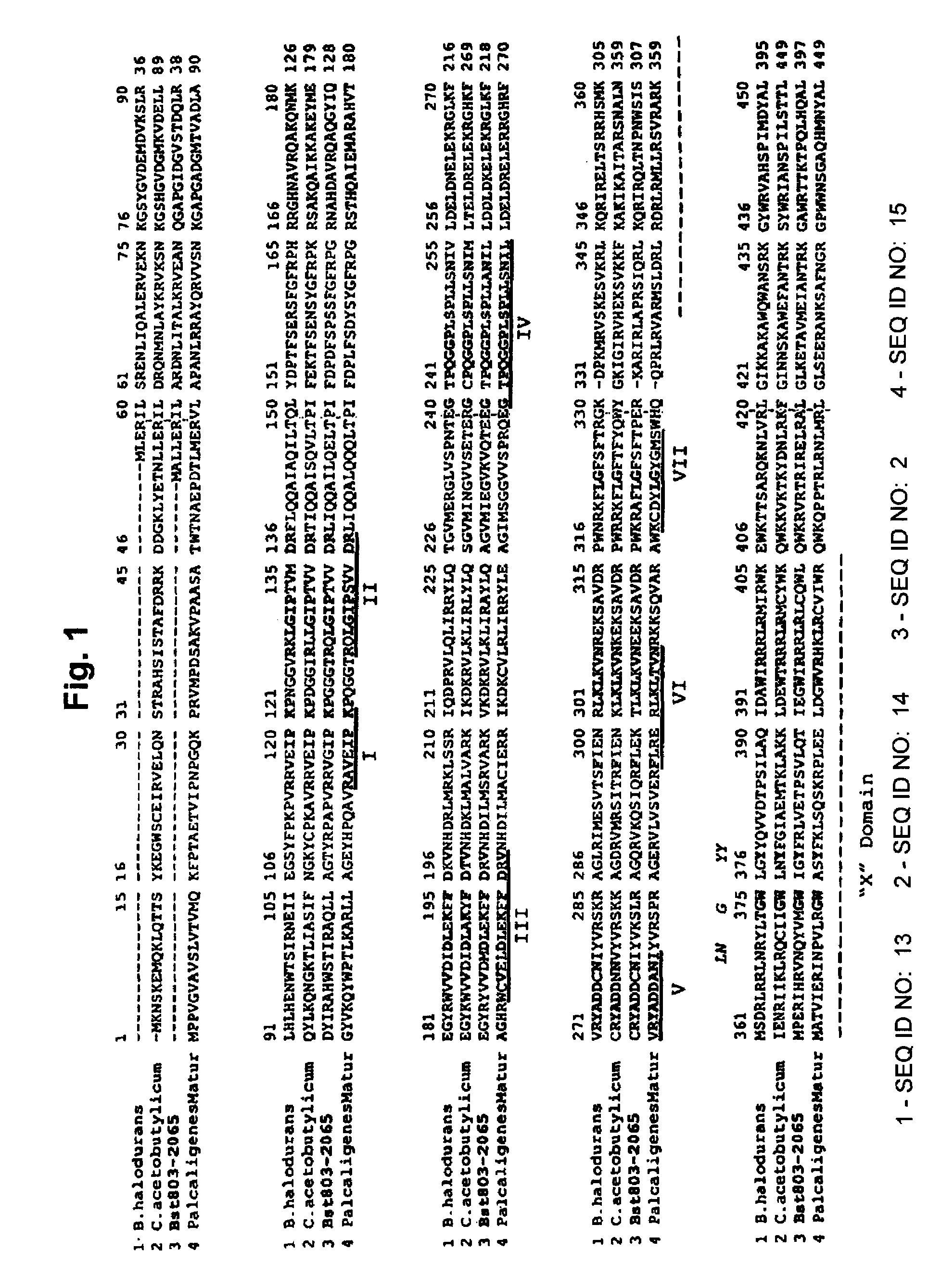 RNA-dependent DNA polymerase from Geobacillus stearothermophilus