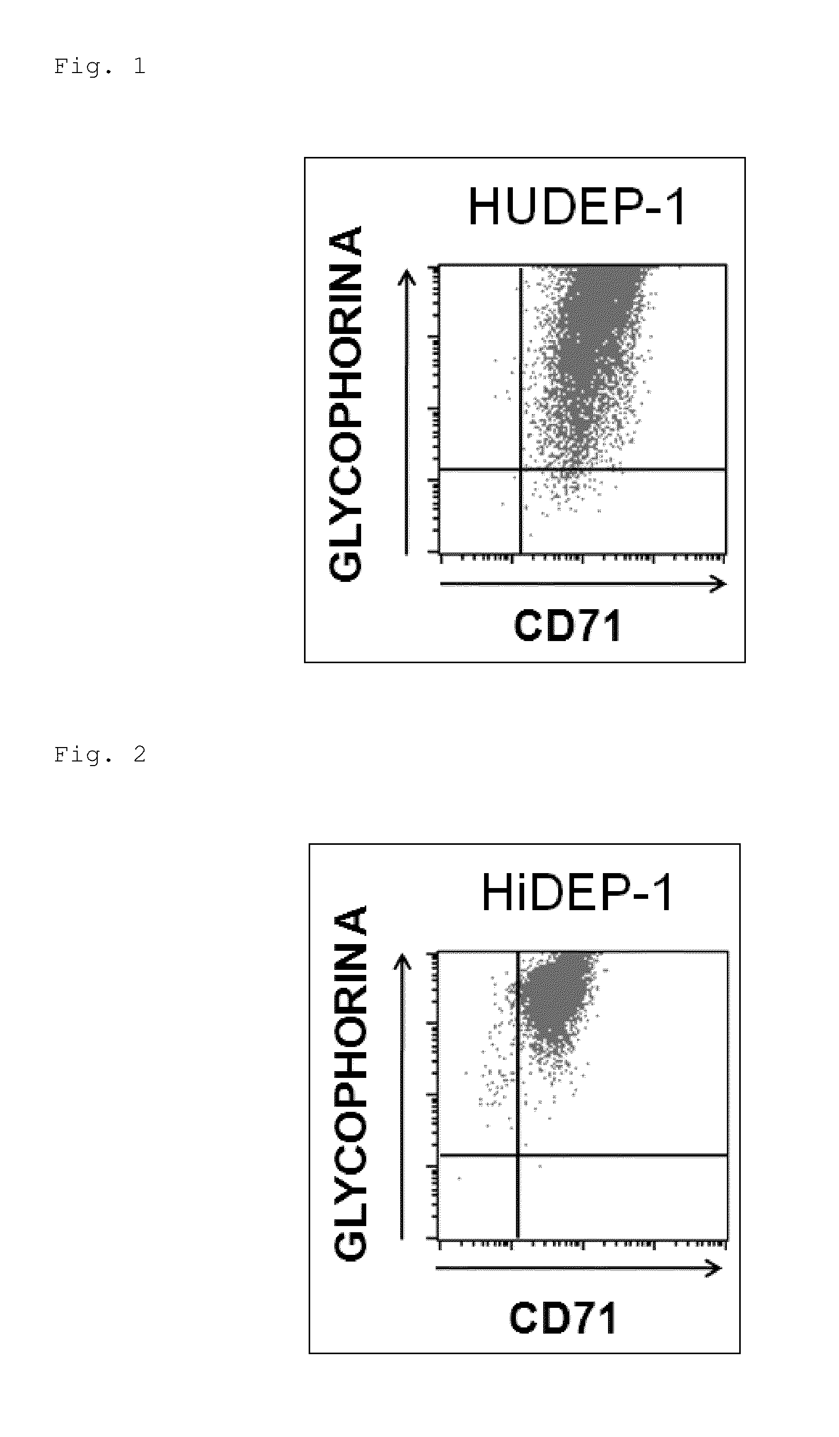 Human erythroid progenitor cell line comprising HPV E6/E7 operably linked to an inducible promoter and method for producing human enucleated red blood cells