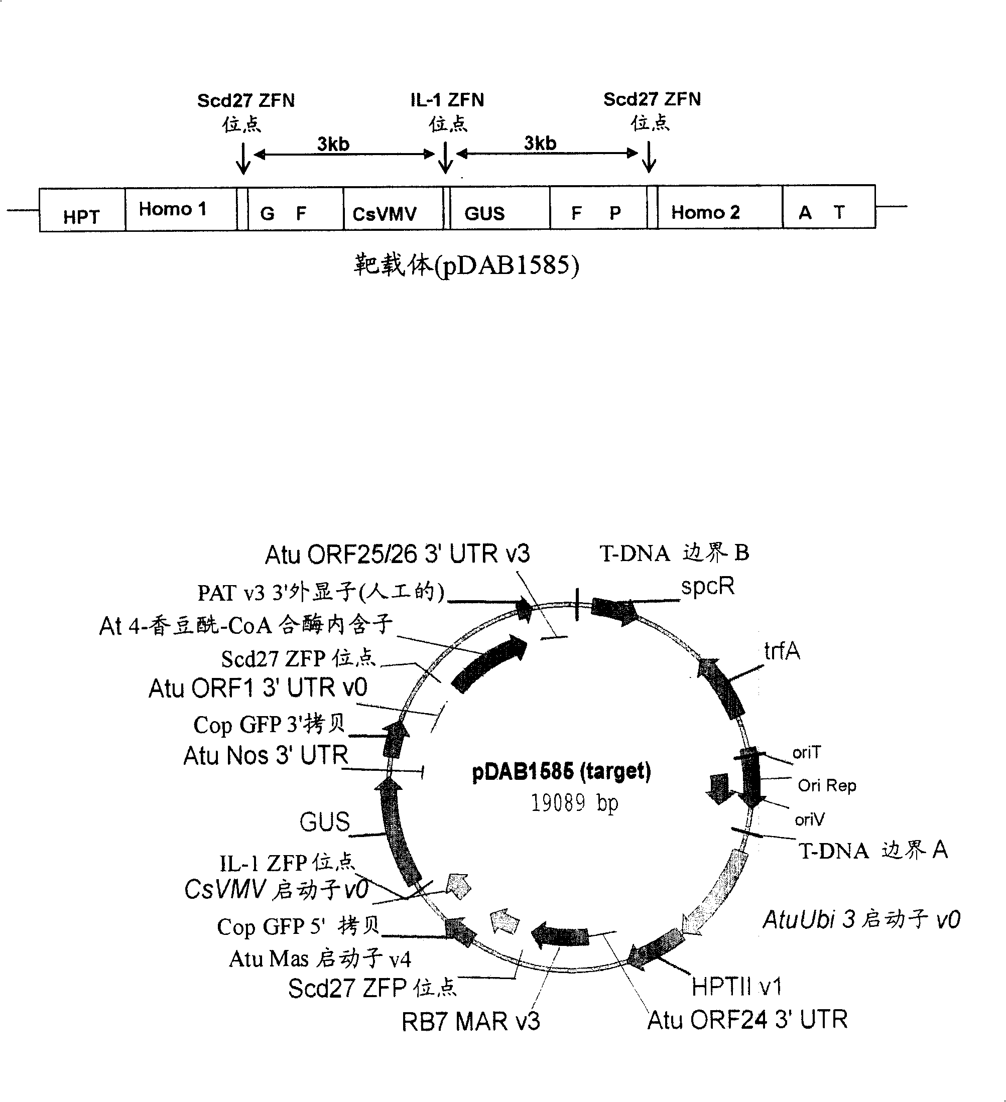 Zinc finger nuclease-mediated homologous recombination