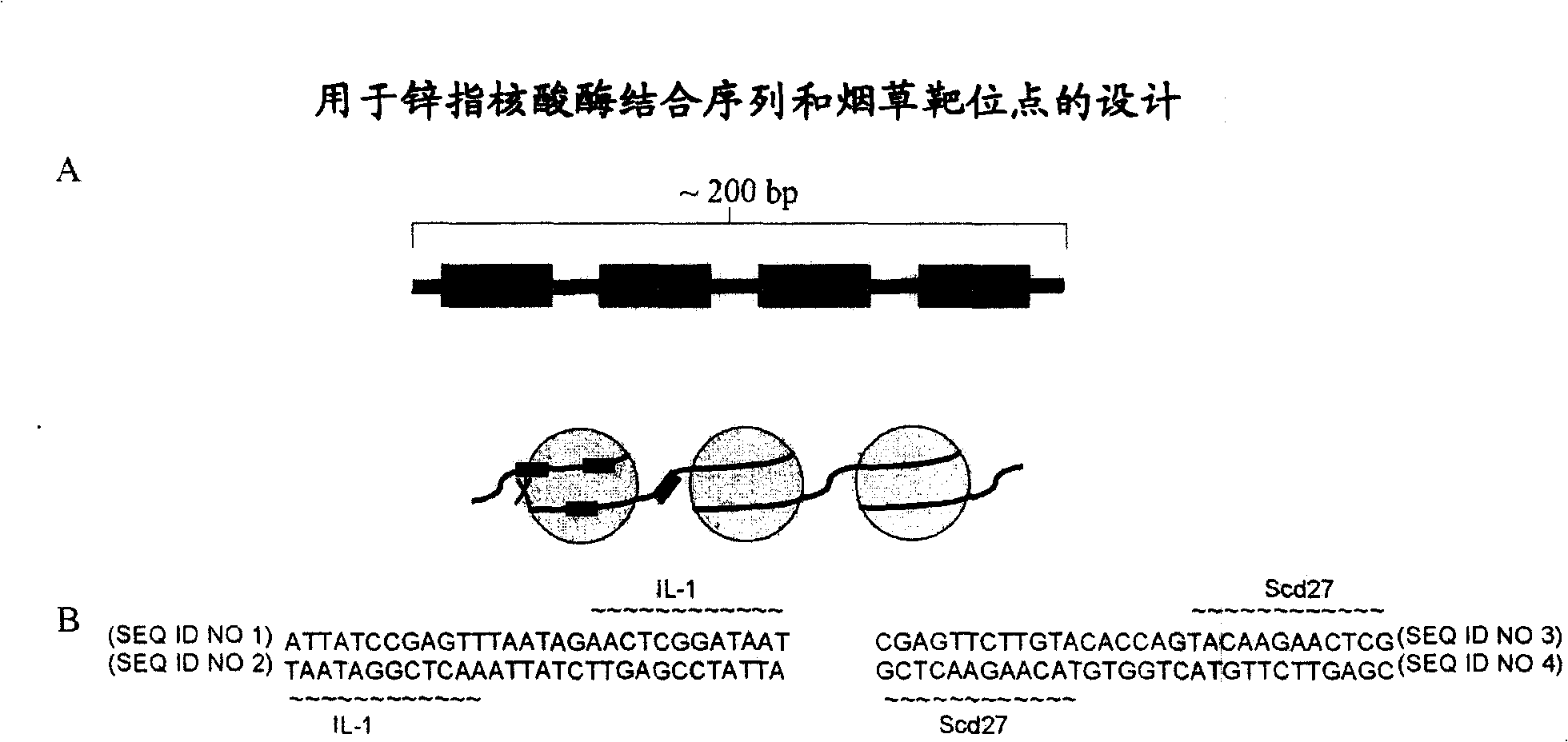 Zinc finger nuclease-mediated homologous recombination