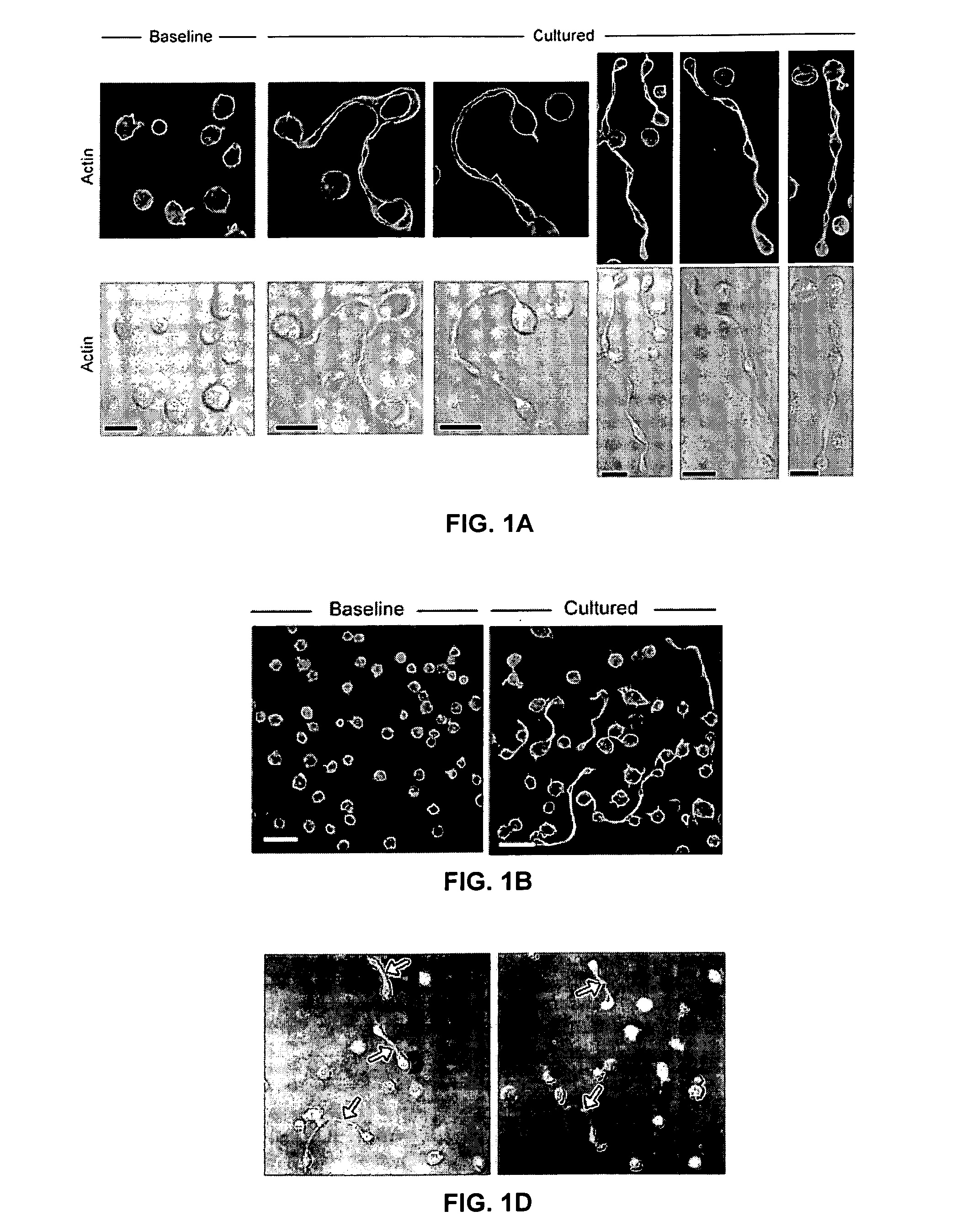 Terminally-differentiated anucleate platelet progeny generation