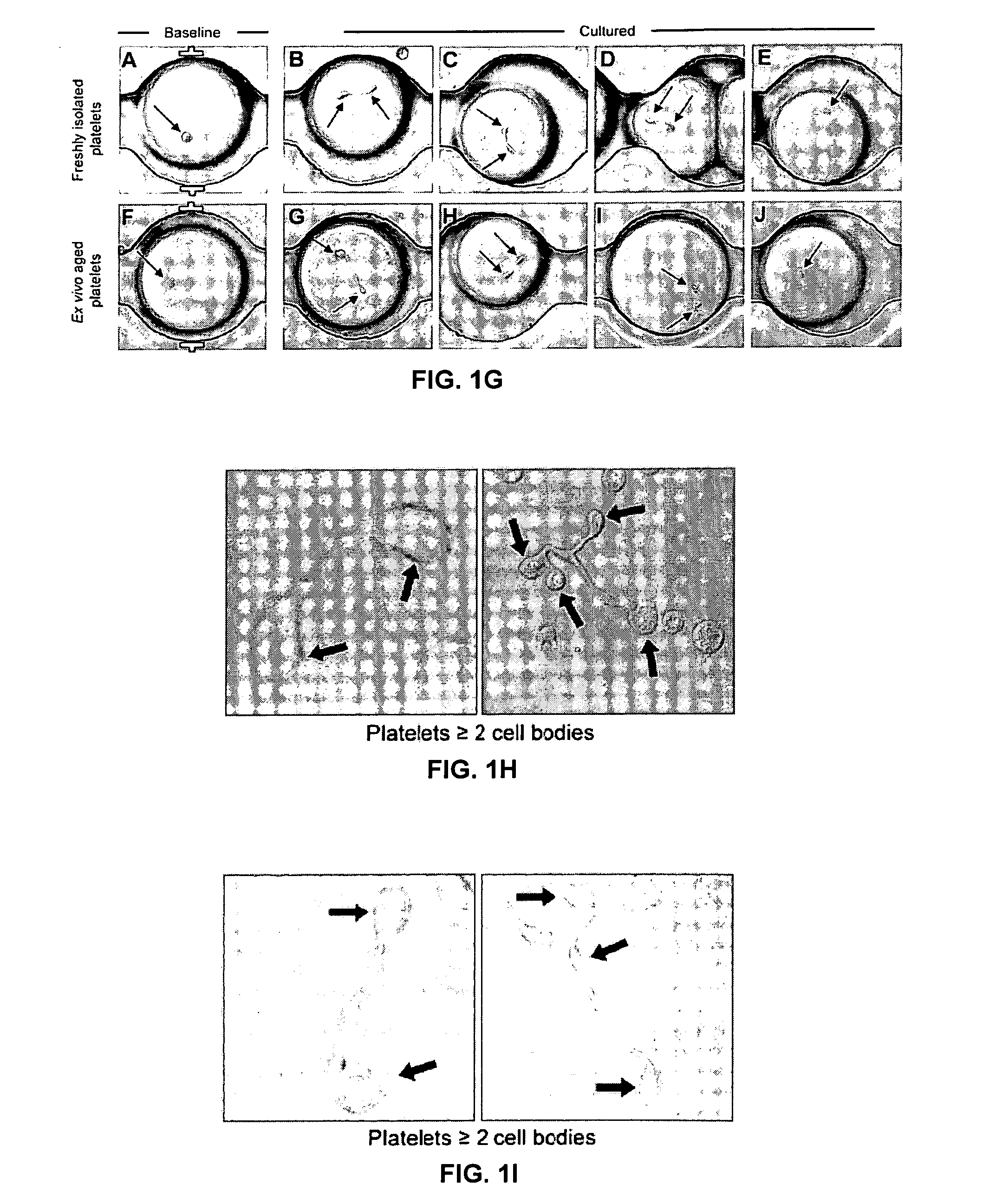 Terminally-differentiated anucleate platelet progeny generation