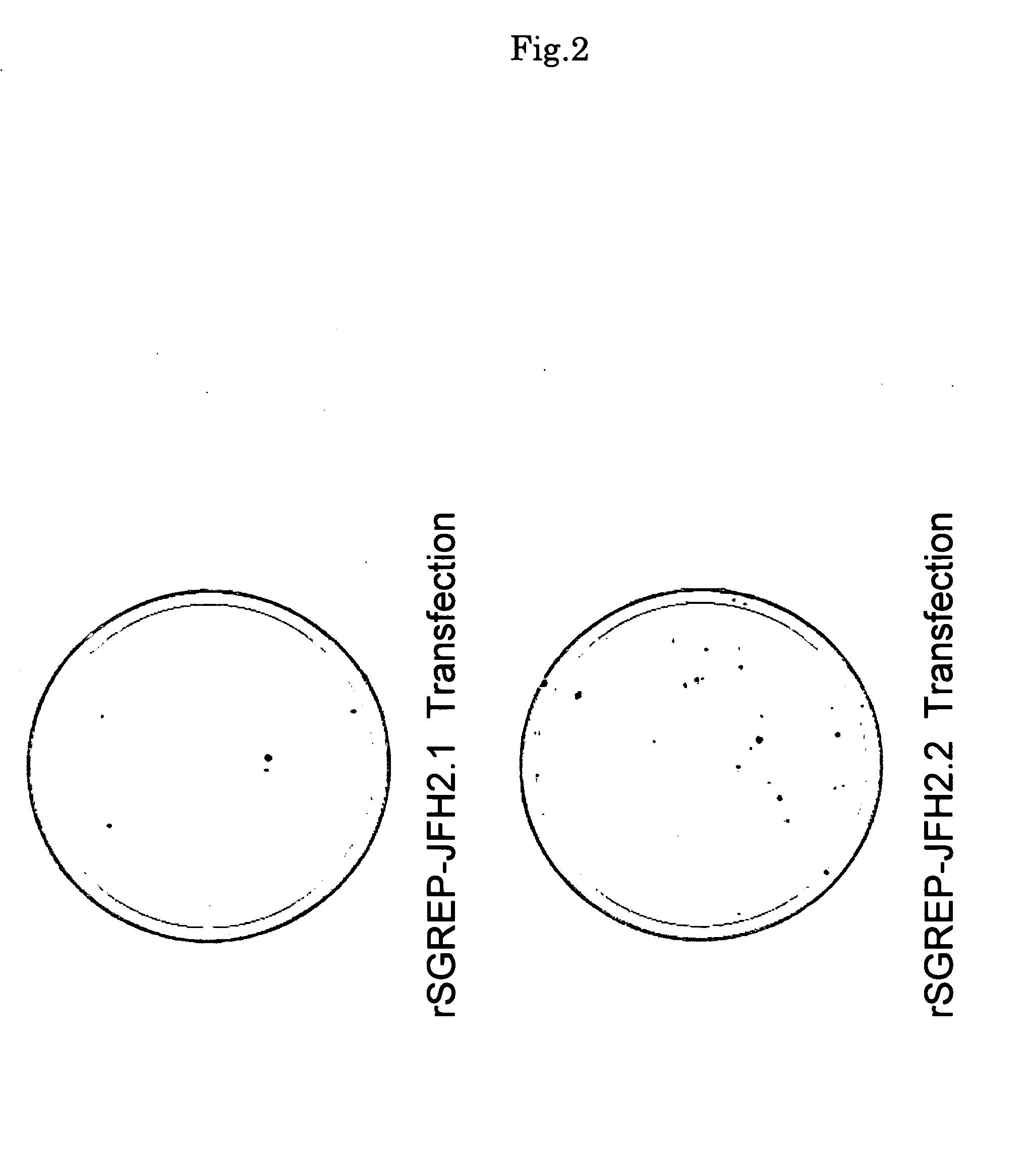 Nucleic Acid and Gene Derived from Novel HCV Strain and Replicon-Replicating Cell Using Said Gene